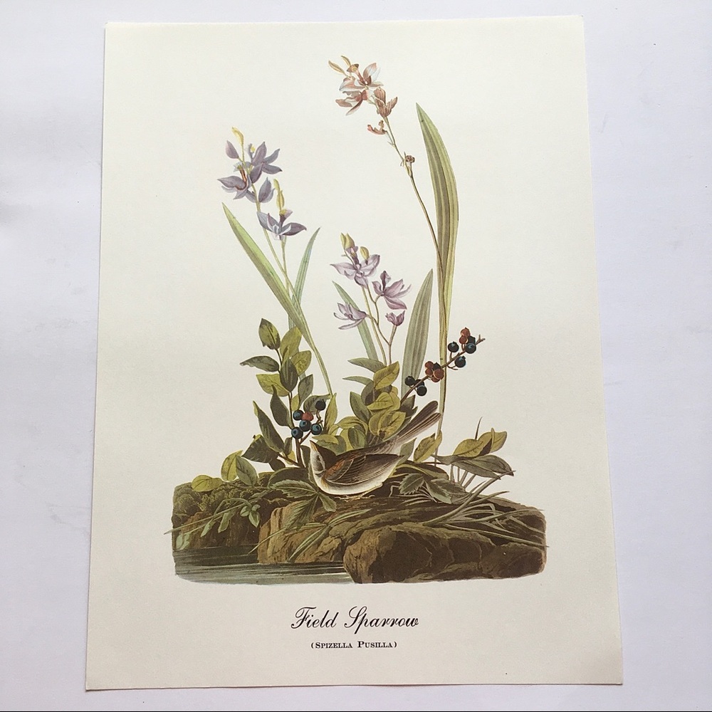Vintage Botanical Wall Art Floral Sparrow Bird Berries